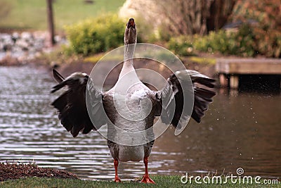 Crowing Goose Stock Photo