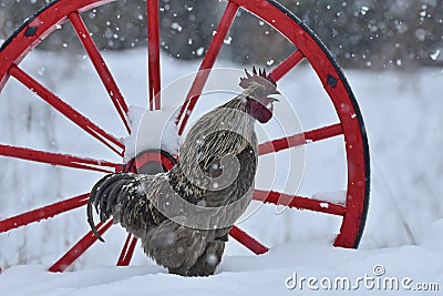 Crowing rooster of old resistant breed Hedemora from Sweden on snow in wintery landscape. Stock Photo