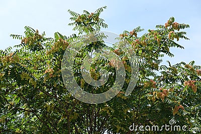 Crown of Ailanthus altissima with pinkish seeds Stock Photo