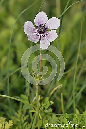 Crown Anemone Stock Photo