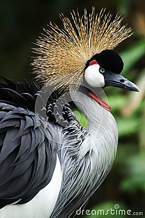 Crown crane Stock Photo