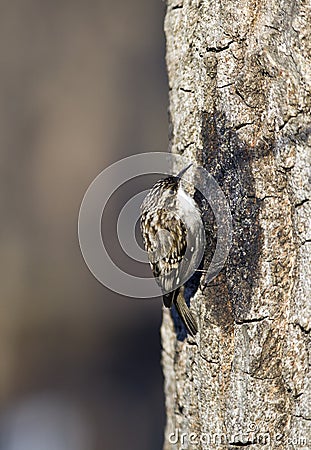 Crown creeper (Certhia americana) Stock Photo