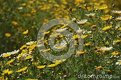 Crown Daisies in a Field of Crown Daisies Stock Photo
