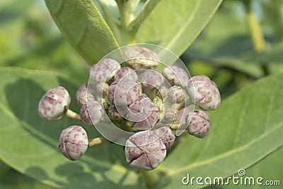 Crown flower or Indian milkweed Stock Photo