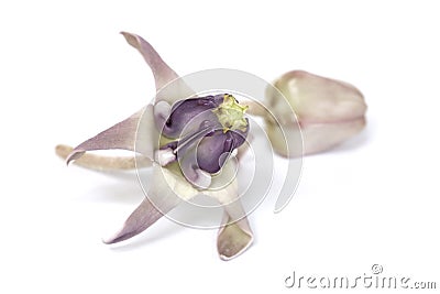 Crown flower isolated Stock Photo
