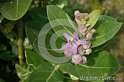 Crown flowers, Calotropis gigantea Stock Photo