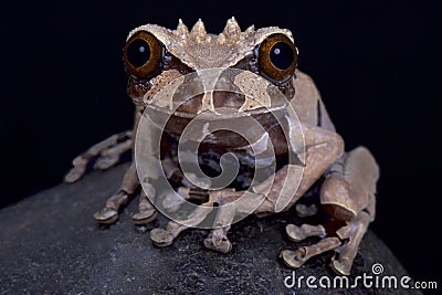 Crown headed tree frog, Anotheca spinosa Stock Photo