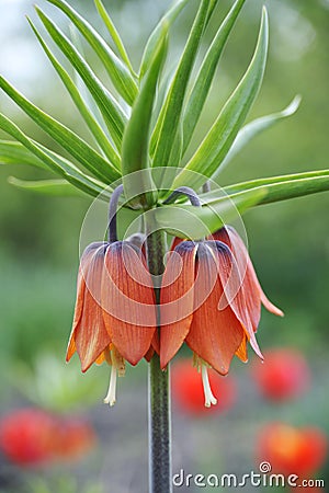 Crown imperial - detail Stock Photo