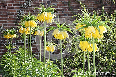Crown Imperial Flowers Stock Photo