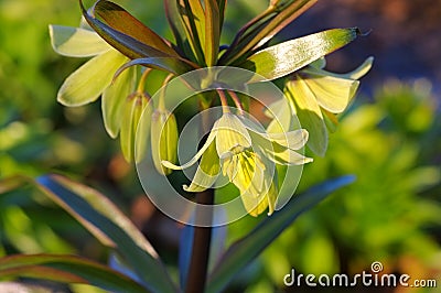 Crown imperial, Fritillaria persica Stock Photo