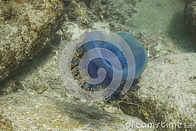 Crown jellyfish (Cephea cephea) Stock Photo