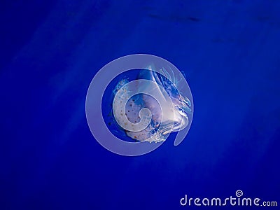 Crown Jellyfish Glowing in Blue Water and Light Rays Stock Photo