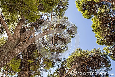 Crown of a large old tree against the sky. European stone pine or Pinus pinea. Mlini. Croatia. Stock Photo