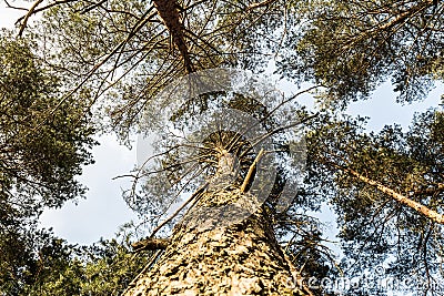 Crown of pine against the blue sky. Spring in a pine forest. View of the tops of the pine trees Stock Photo