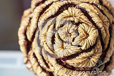 Crown seeds of the Giant Redwood Tree - stock photo Stock Photo