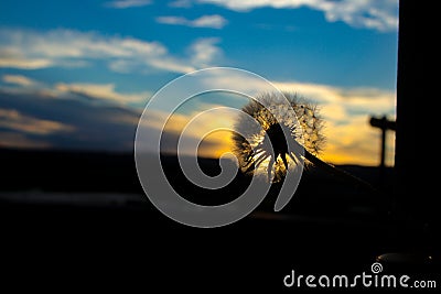 Crown seeds in sunlight blowing off on fresh green background Stock Photo