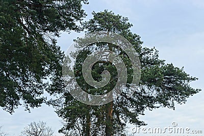 Crown of tall pine conifer with green needles on the background of sky Stock Photo