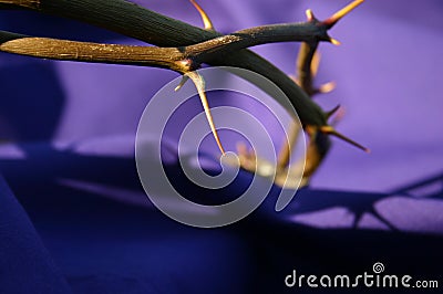 Crown of Thorns Stock Photo