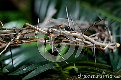 Crown of thorns Stock Photo