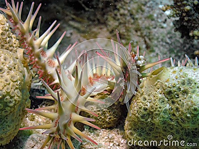 Crown of Thorns Acanthaster planci Stock Photo