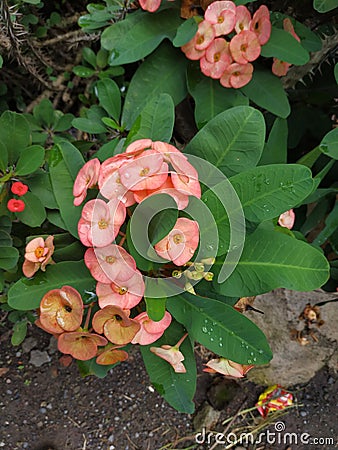 Crown of thorns, Bloom Almost Year Round Stock Photo
