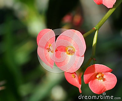 Crown Of Thorns Or Euphorbia In Bloom Stock Photo