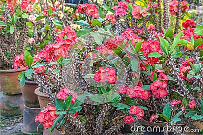 Crown of thorns, Poi sian flowers , Euphorbia mil Stock Photo