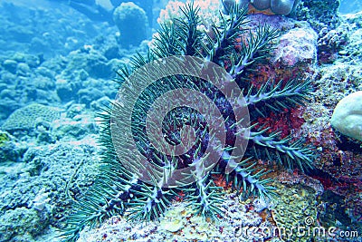 Crown of thorns starfish - Acanthaster planci - the world largest starfish , predator of hard corals Stock Photo