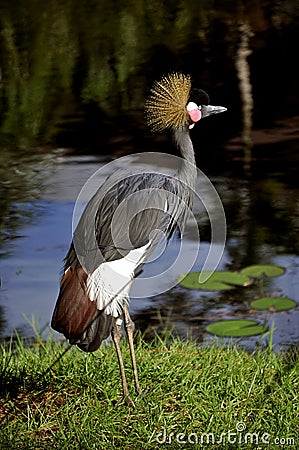 Crowned Crane Stock Photo