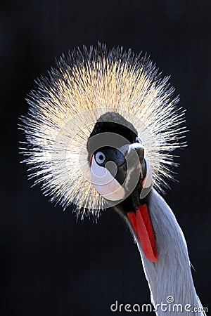 Crowned Crane Bird Stock Photo