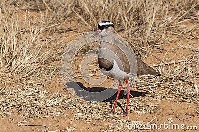 Crowned Lapwing Vanellus coronatus closeup standing in dry grass in South Africa Stock Photo