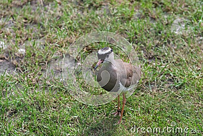 Crowned Lapwing walking looking for insects, seen from above Stock Photo