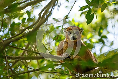 Crowned lemur Ankarana National Park, Madagascar Stock Photo