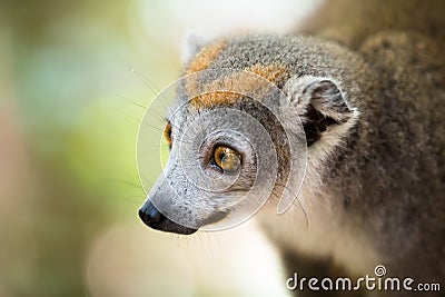 Crowned lemur Ankarana National Park Stock Photo