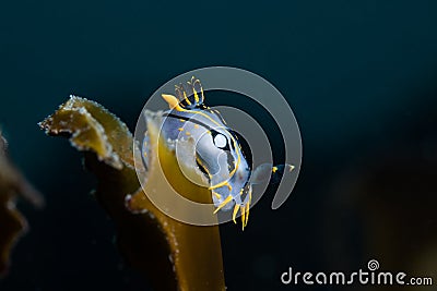 Crowned nudibranch Polycera capensis white sea slug with black and yellow Stock Photo