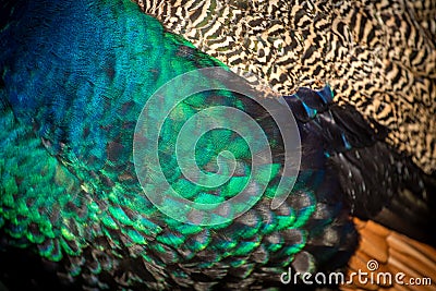 Crowned peacock detail in nature Stock Photo
