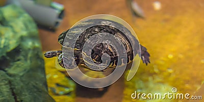 Crowned river turtle swimming in the water animal water reptile pet portrait Stock Photo