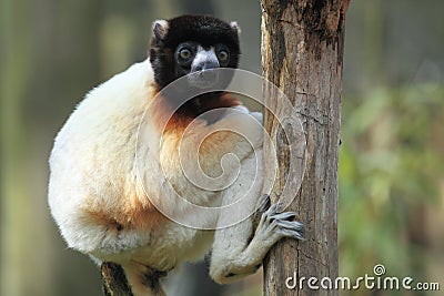 Crowned sifaka Stock Photo