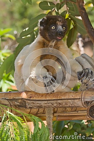 Crowned Sifaka Stock Photo