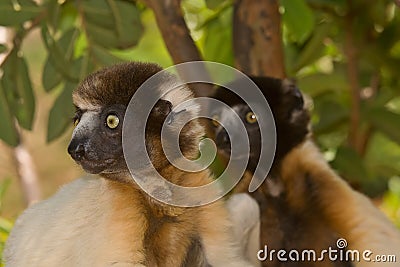 Crowned Sifaka Stock Photo