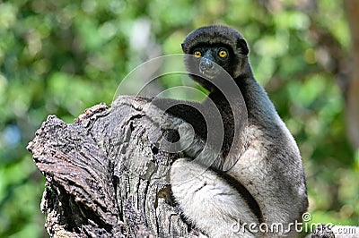 Crowned sifaka lemur Propithecus coronatus â€“ portrait, , Madagascar nature Stock Photo