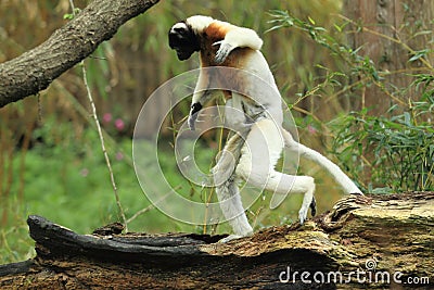 Crowned sifaka Stock Photo