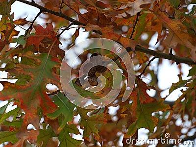 Crowns Remain on This Oak Tree from Dropped Acorns Stock Photo