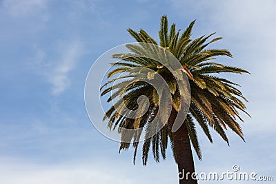  crowns of a palm tree Stock Photo