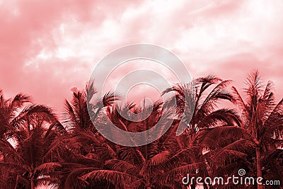 Crowns of palm trees against the sky in cloudy weather. Natural background red color toned Stock Photo
