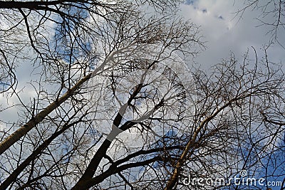 Crowns of tall bare trees against a backdrop of sunlit clouds against a blue sky. Premonition of spring Stock Photo