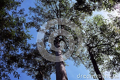 Crowns of tall trees intertwined with branches against a clear sky. Trees in a tropical forest on a sunny day Stock Photo