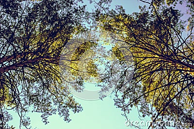 Crowns of trees, lit by the rays of the sun Stock Photo