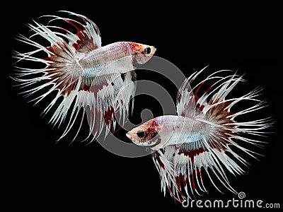 Crowntail Betta on black background. Beautiful fish. Swimming flutter tail flutter. Stock Photo