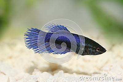 Crowntail female betta splendens Siamese fighting fish aquarium fish Stock Photo